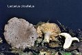Lactarius circellatus-amf1085